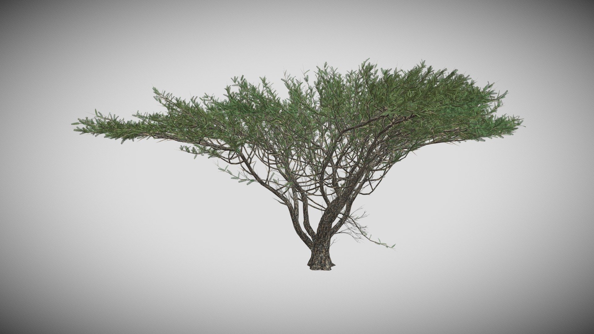 Features:


Vray &amp; Corona Render Engine Ready
OBJ &amp; Max Format
3DS Max 2015* Optimized
Clean Topology
Up to 99% Quad
Unwrapped Overlapping
Real-World Scale
Transformed into zero
Grouped
Objects Named
Materials Named
Up to 4K Textures map
 - Umbrella Thorn Tree - Buy Royalty Free 3D model by DATEC_Studio 3d model