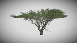 Umbrella Thorn Tree