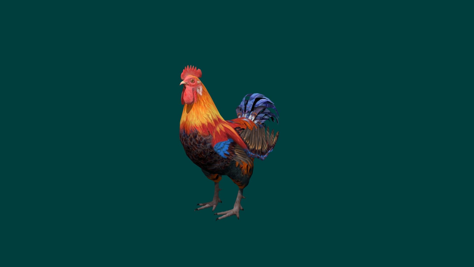 Test 
game ready Animations
4K PBR Textures Material
The chicken is a domesticated species that arose from the red_junglefowl, originally from India. They have also partially hybridized with other wild species of junglefowl. Rooster and cock are terms for adult male birds, and a younger male may be called a cockerel. A male that has been castrated is a capon. Wikipedia
Lifespan: 5 – 10 years
Scientific name: Gallus gallus domesticus
Higher classification: Red junglefowl
Speed: 14 km/h (Maximum)
Family: Phasianidae
Kingdom: Animalia - Rooster Lowpoly - 3D model by Nyilonelycompany 3d model