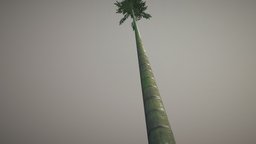 Bamboo tree 