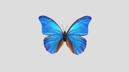 Butterfly prop, butterfly, insects, unity3d, low-poly, free