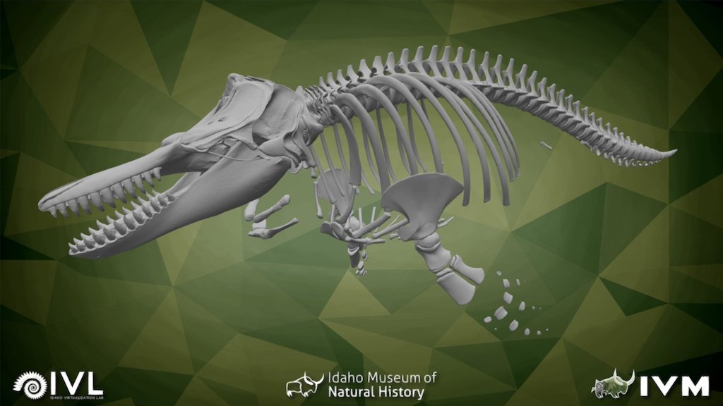 This is a reconstruction of a juvenile male Orca that washed up on the beach of Kruzof Island Alaska in 2011. His skeleton is on display at the Sitka Sound Science Center, in Sitka Alaska. 

You can read more about that project at the Link below.
http://www.sitkascience.org/research/killer-whale-projects/ - Juvenile Male Orca Kruzof - 3D model by Idaho Virtualization Laboratory (@ivlpaleontology) 3d model
