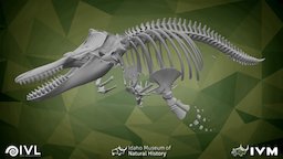 Juvenile Male Orca Kruzof skeleton, whale, science, sith, orca, ivl, imnh