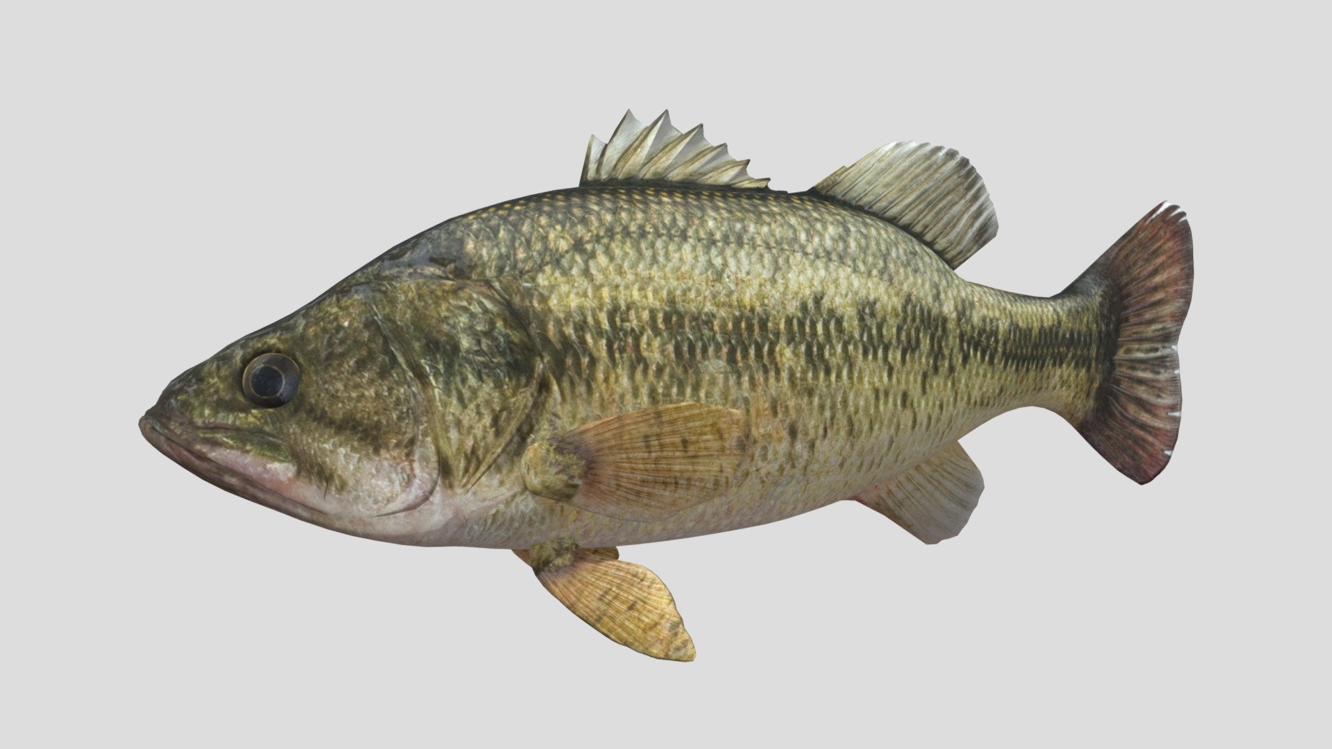 Fish Bass 3D model is a high quality, photo real model that will enhance detail and realism to any of your game projects or commercials. The model has a fully textured, detailed design that allows for close-up renders 3d model