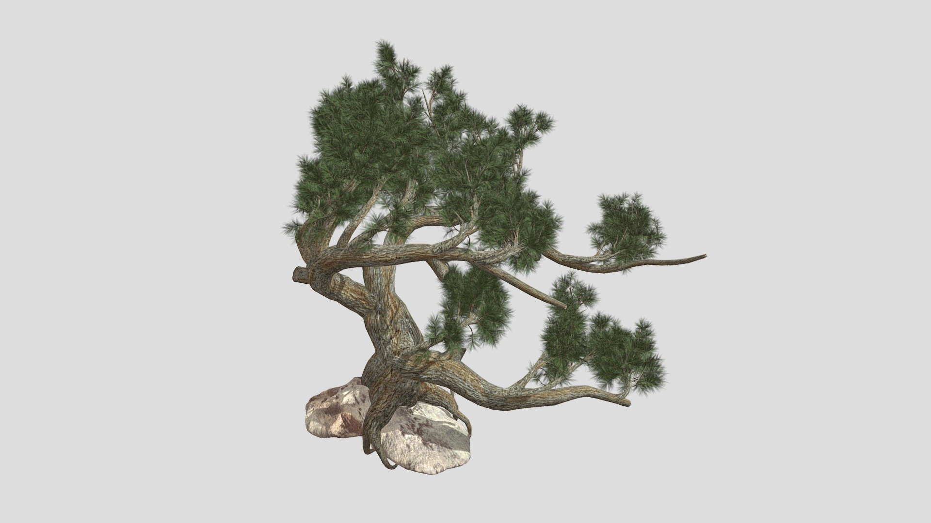 Features:


Vray &amp; Corona Render Engine Ready
OBJ &amp; Max Format
3DS Max 2015
Optimized
Clean Topology
Up to 99% Quad
Unwrapped Overlapping
Real-World Scale
Transformed into zero
Grouped
Objects Named
Materials Named
Up to 4K Textures map
 - Jeffrey Pine Tree - Buy Royalty Free 3D model by DATEC_Studio 3d model