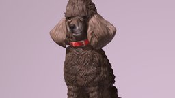1901025- Rosie- Poodles 