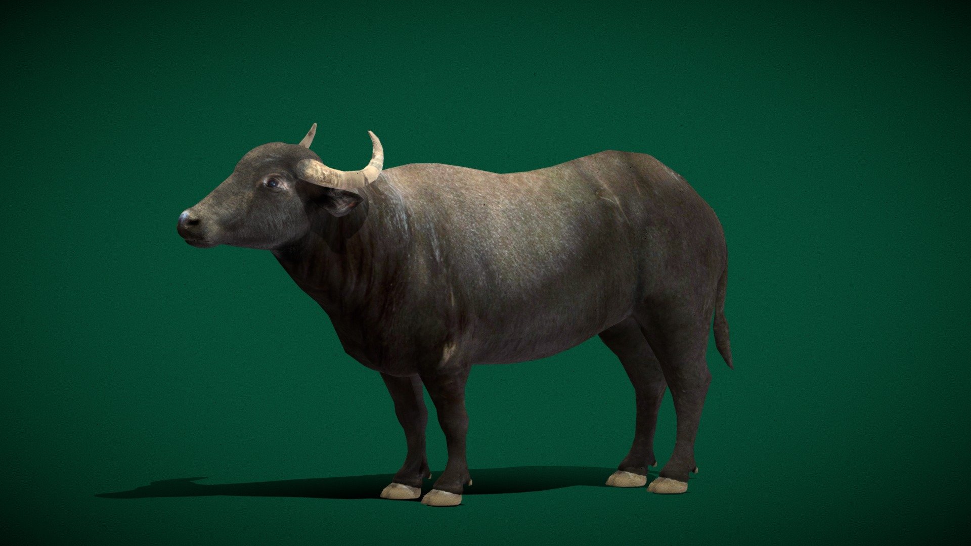 Bubalus bubalis (Asian Buffalo)

Domestic water buffalo Male   (Low poly)

1 Draw Calls

Single Animations

4K PBR Textures Material

Unreal FBX

Unity FBX  

Blend File 

USDZ File (AR Ready). Real Scale Dimension

Textures Files

GLB File

Gltf File ( Spark AR, Lens Studio(SnapChat) , Effector(Tiktok) , Spline, Play Canvas ) Compatible

Triangles: 6132
Vertices: 3085
 Diffuse , Metallic, Roughness , Normal Map ,Specular Map,AO
 
The water buffalo, also called the domestic water buffalo or Asian water buffalo, is a large bovid originating in the Indian subcontinent and Southeast Asia. Today, it is also found in Italy, the Balkans, Australia, North America, South America and some African countries. Wikipedia
Scientific name: Bubalus_bubalis - Water Buffalo (Lowpoly) - 3D model by Nyilonelycompany 3d model
