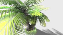 Palm tree green, plants, tropical, palm, realistic, nature, wildlife, jungle-tree, leaves