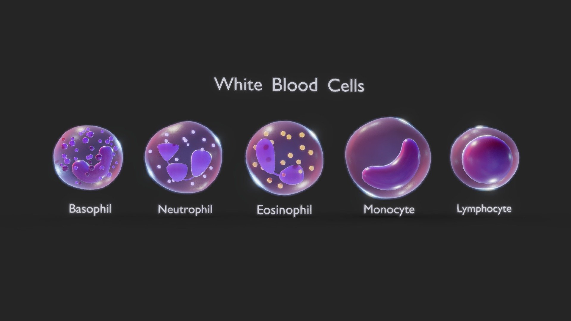 White Blood Cells

White blood cells, also known as leukocytes, are a crucial component of the immune system, responsible for defending the body against infections and foreign invaders. They come in various types, including neutrophils, lymphocytes, and monocytes, each with specific roles in the immune response.




Format: FBX, OBJ, MTL, STL, glb, glTF, Blender v3.6.1

Optimized UVs (Non-Overlapping UVs)

PBR Textures | 1024x1024 - 2048x2048 - 4096x4096 | (1K, 2K, 4K - Jpeg)

Base Color (Albedo)

Normal Map

AO Map

Metallic Map

Roughness Map

Height Map

Opacity Map
 - White Blood Cells - Buy Royalty Free 3D model by Nima (@h3ydari96) 3d model