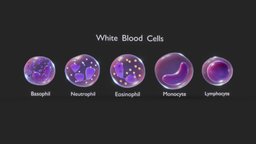 White Blood Cells blood, cross, anatomy, biology, micro, white, section, cell, study, vessel, monocyte, clot, cancer, education, science, educational, antibody, infection, lymph, vein, bleed, histology, microscopic, function, clump, injury, microbiology, immune, thrombocyte, neutrophil, platelet, white_blood_cell, medical, human, platelets, lymphocyte, cytotoxic, basophil, eosinophil, "medical-education", "noai", "leukocytes"