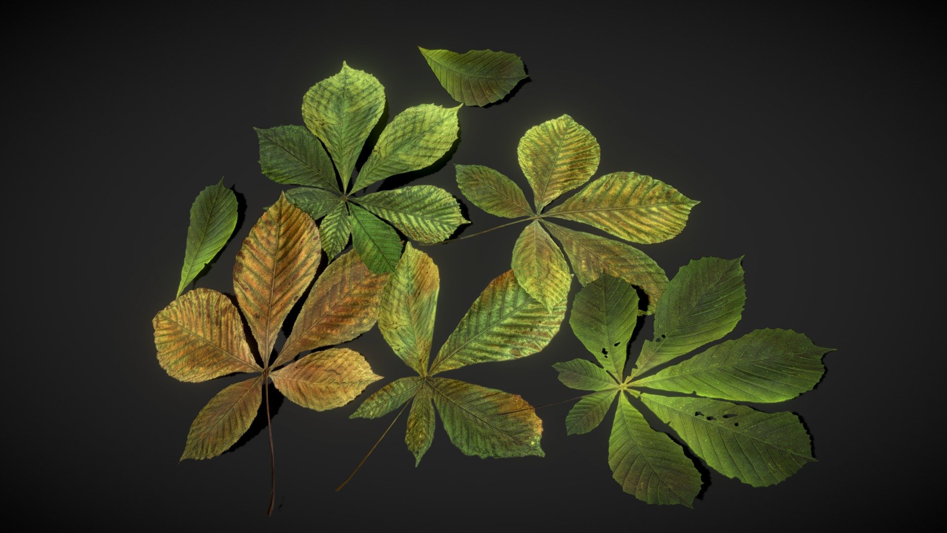 Horse Chestnut Leaves / Autumn Leaves Foliage

atlases / foliage 4096x4096 PNG texture

Textures include:




Base Color

Normal

Roughness

Opacity

AO

Triangles: 48
Vertices: 57 - Chestnut Leaves - low poly - Buy Royalty Free 3D model by Karolina Renkiewicz (@KarolinaRenkiewicz) 3d model