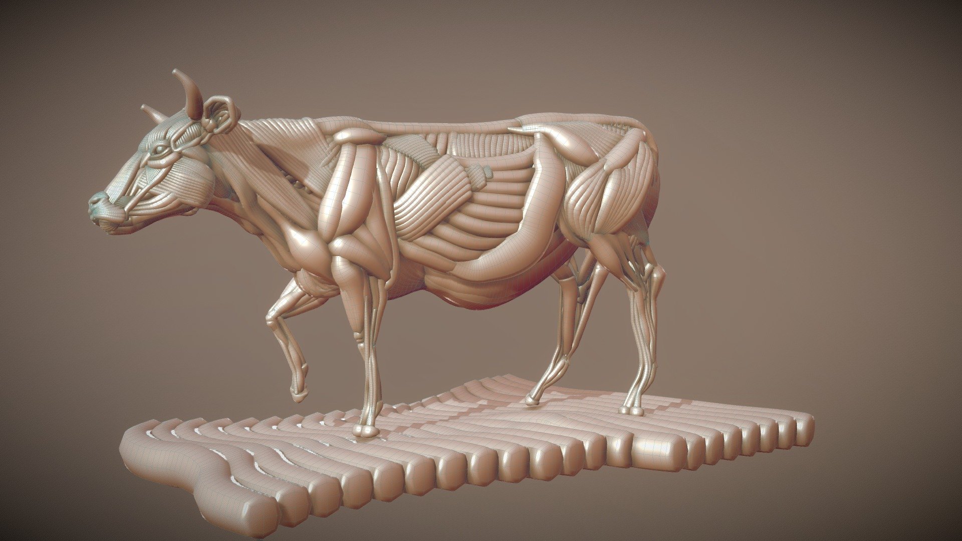 Ecorche of cow - Cow ecorche - Buy Royalty Free 3D model by Christophe GUIVANT (@christophe.guivant) 3d model