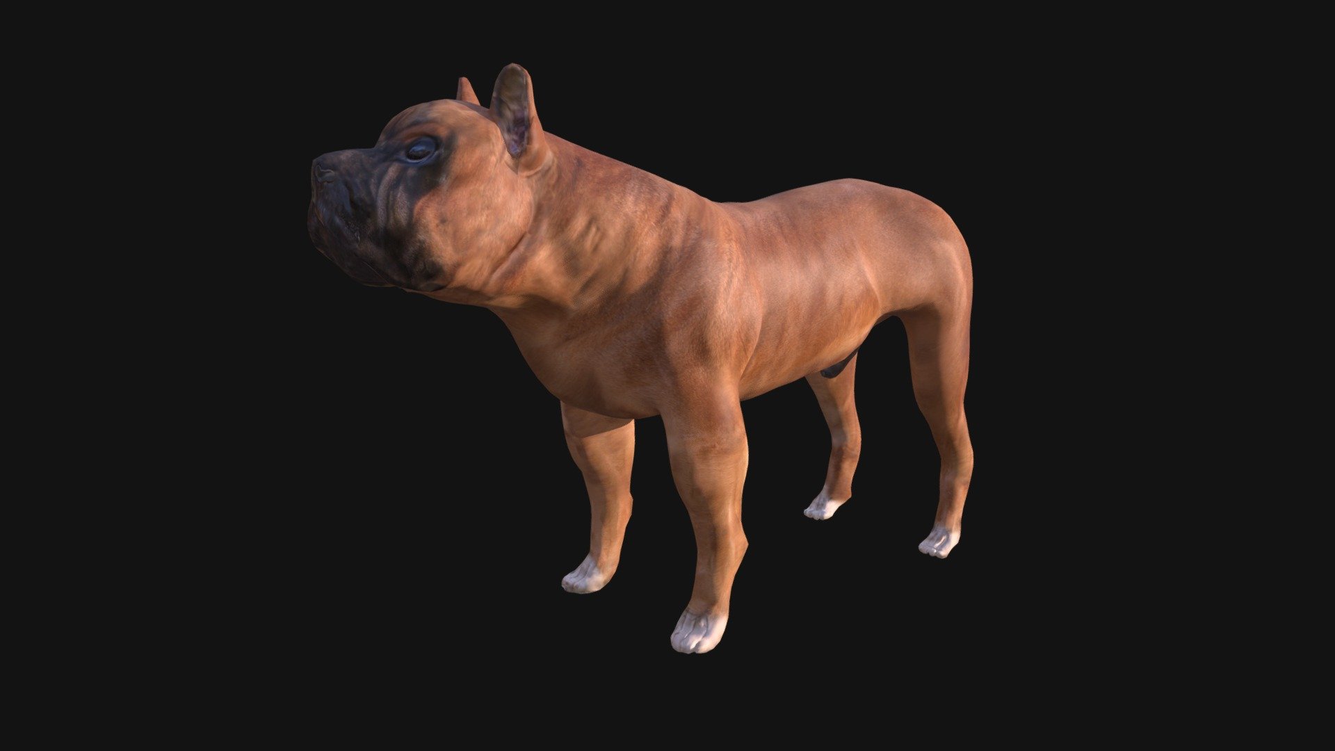 boxer dog Real-Time low-poly 3d model ready for Virtual Reality (VR), Augmented Reality (AR), games and other real-time apps. 
- This model is designed for the next-gen real time engines using Physically Based Rendering (PBR), however it may be used with other renderers (i.e. mental ray, v-ray, etc). 
- Fully textured, it has clean and efficient edge flow, following the anatomy of the dog. 
- UV’s are laid out and non-intersecting. 
- It is ready for rigging and smooth-able.

COLOR (ALBEDO) – PNG – 4096 
NORMAL – PNG - 4096 
SPECULAR – PNG - 4096 
GLOSS – PNG – 4096 - Boxer Dog - Buy Royalty Free 3D model by 3D-DESIGN IMSA-AGENCY (@imsa) 3d model