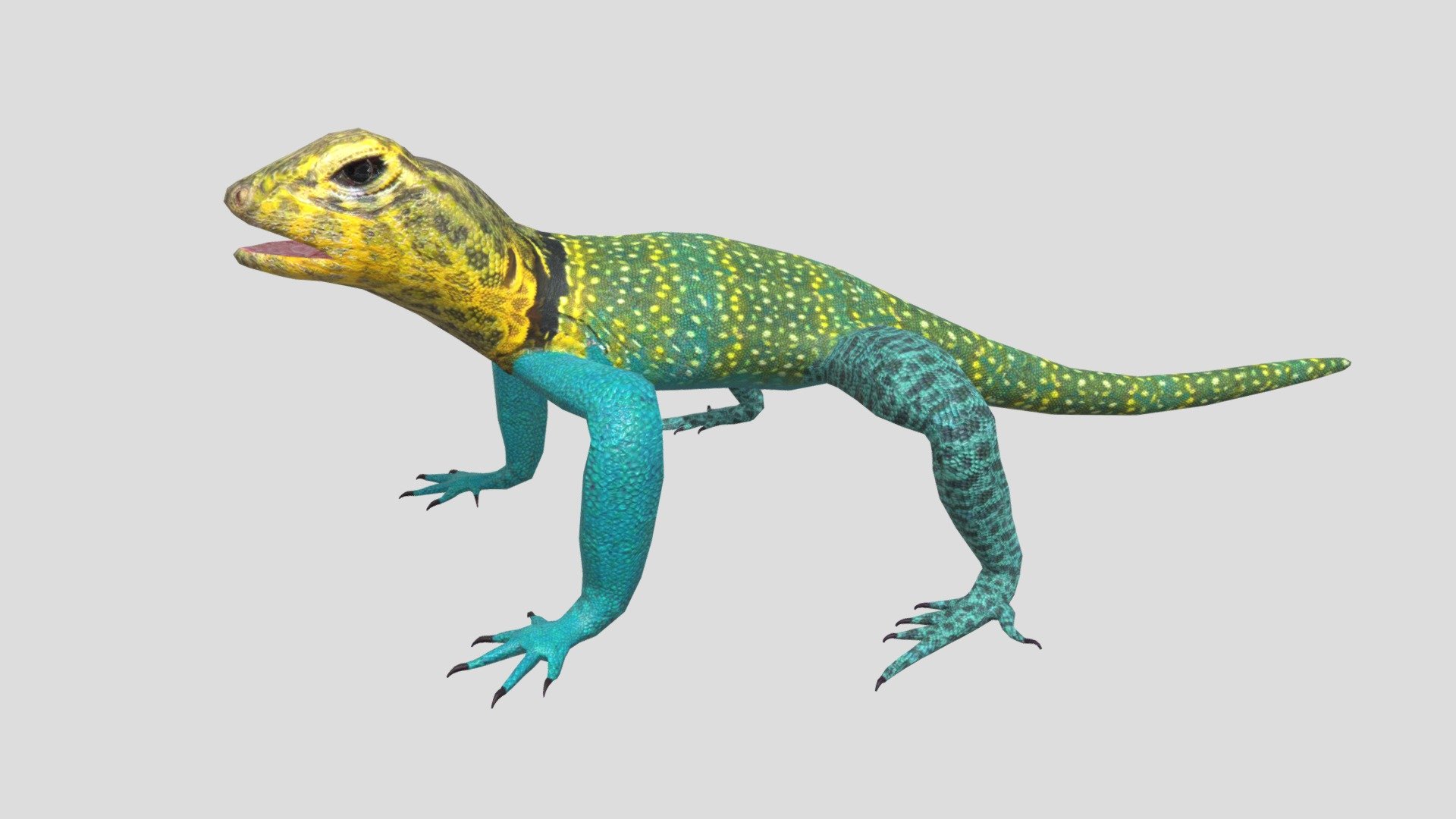 3d model of Collared Lizard.
Modeled in Blender.
-The model is one single object
- All textures and materials are mapped in every format.
-Textures JPEG color and bump maps
-Texture size 4096x4096 pxls.
- No special plugin needed to open scene 3d model