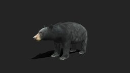 Low Poly American Black Bear bear, forest, mammal, idle, blackbear, idle-animation, black-bear, animal, textured, rigged