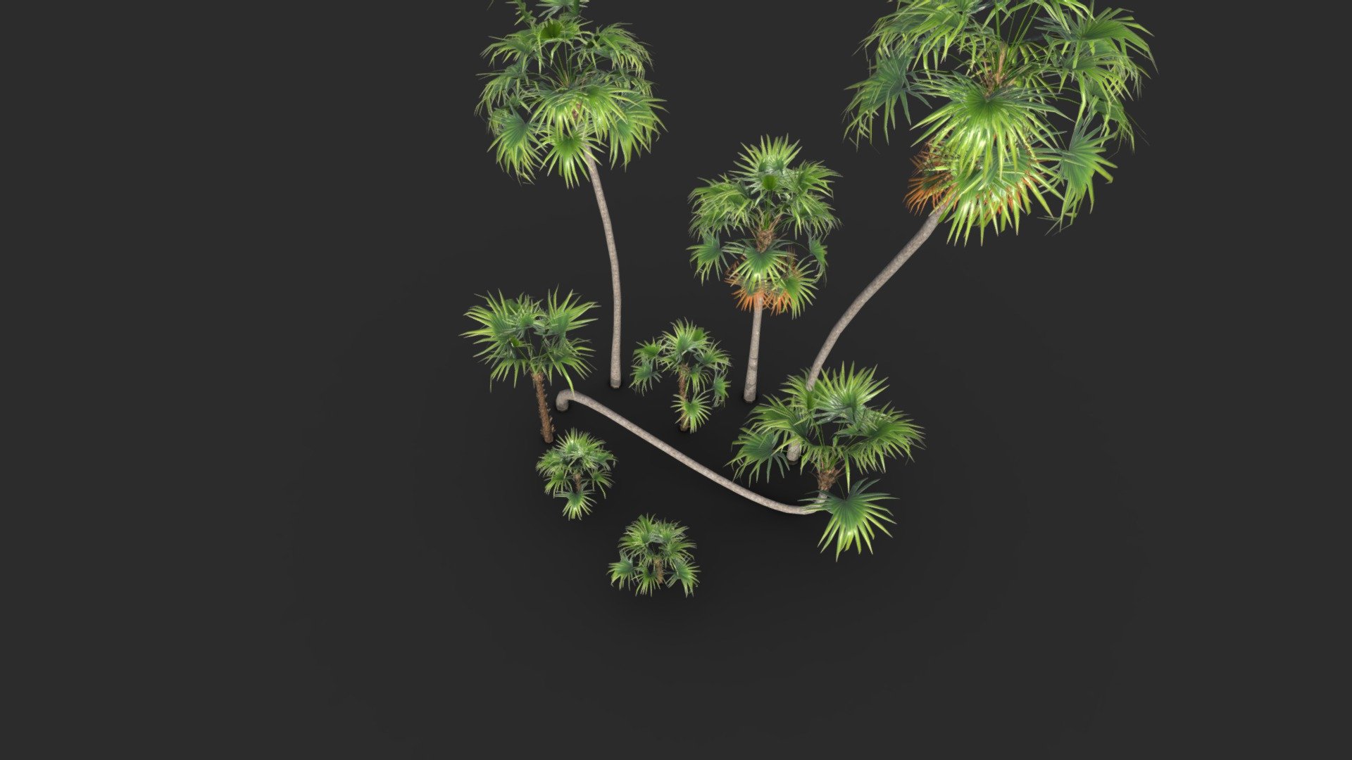 This Green Thatch Palm set (Thrinax Radiata) is a modular set of palm trees

Those palms growth up to 8m height mostly grassland of tropical coastlines (Central America and Caribbean Islands). 

The assets is available in realistic style and can be used in any game (post-apocaliptic, first or third person, GTA like, survival… ). All objects share a unique material for the best optimization for games.

Those AAA game assets pack of tropical plants will embellish your scene and add more details which can help the gameplay, the game design or the level design.

Low-poly model &amp; Blender native 3.1

SPECIFICATIONS


Objects : 45
Polygons : 34989
Render engine : Eevee

GAME SPECS


LODs : Yes (inside FBX for Unity &amp; Unreal)
Numbers of LODs : 5
Collider : Yes

TEXTURES


Materials in scene : 2
Textures sizes : 2K (1K for the billboard)
Textures types : Base Color, Metallic, Roughness, Normal (DirectX &amp; OpenGL), Heigh &amp; AO (also Unity &amp; Unreal ARM workflow maps)
Textures format : PNG
 - Modular Green Thatch Palm Tree - Thrinax Radiata - Buy Royalty Free 3D model by KangaroOz 3D (@KangaroOz-3D) 3d model