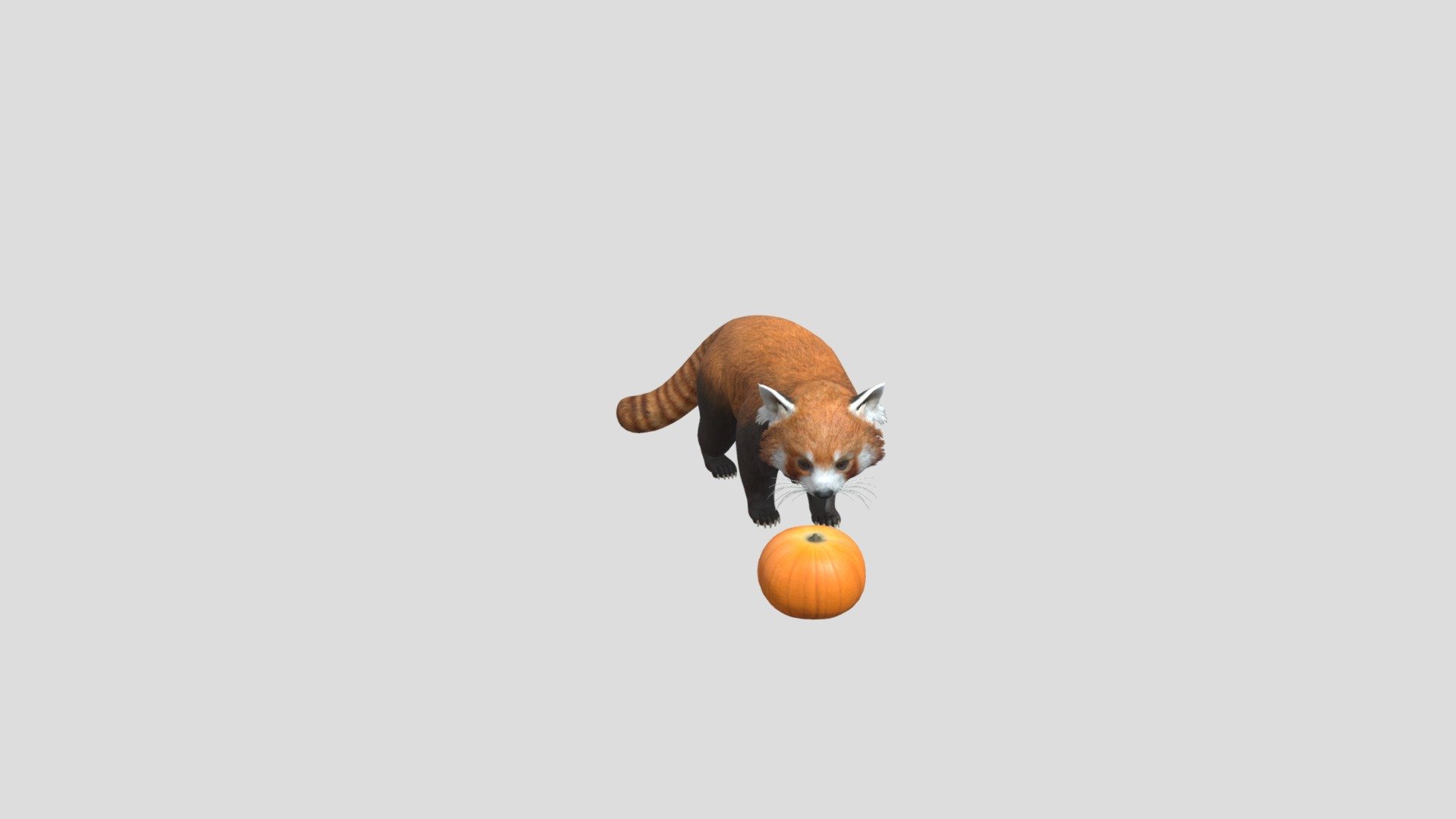 realistic animal red panda zoo animated - Red Panda - Buy Royalty Free 3D model by Phil3D (@philosophie) 3d model