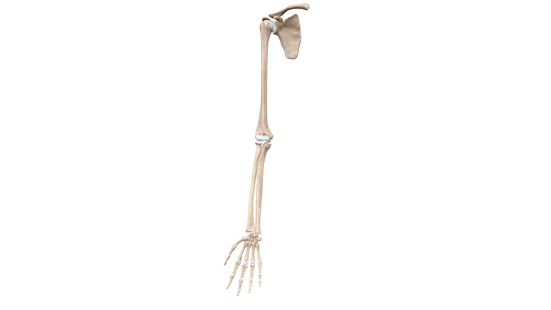 Hello everyone, I am here again with a new model. In this model, I have added articular cartilage to the bones of the upper limb. You can see the Clavicle, Scapula, Humerus, Radius, Ulna, Carpal bones, Metacarpal bones and phalanges 3d model