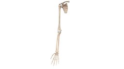 Bones Of The Upper Limb with Articular Cartilage anatomy, upper, limb, bones