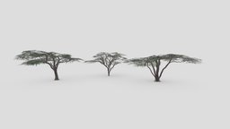 African Tree- Pack-05 acacia, acacia-tree, acacia-3d, lowpolyacacia