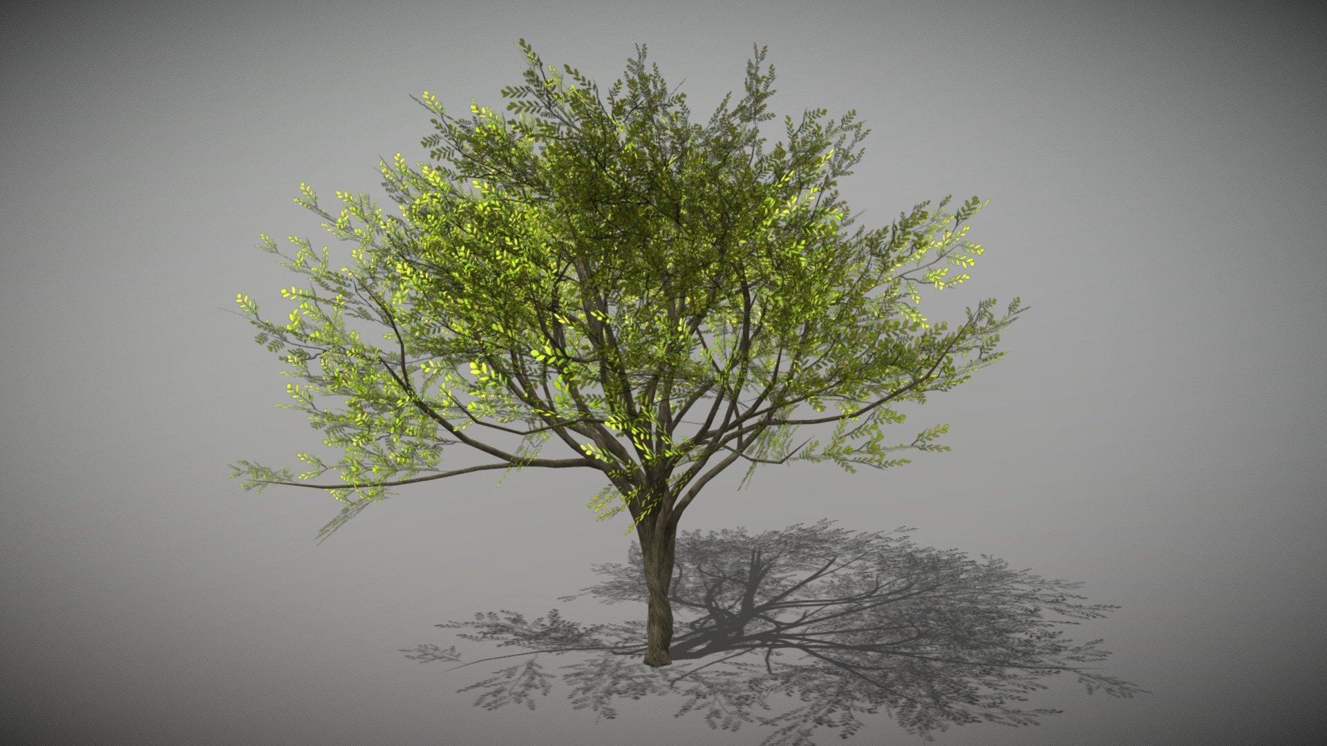 Animated Acacia tree + FBX LOD Model

• LOD0 = 4,814 Tris

• LOD1 = 2,407 Tris

• LOD2 = 1,600 Tris
 - Acacia 2 (Animated Tree) - Buy Royalty Free 3D model by bsp 3d model