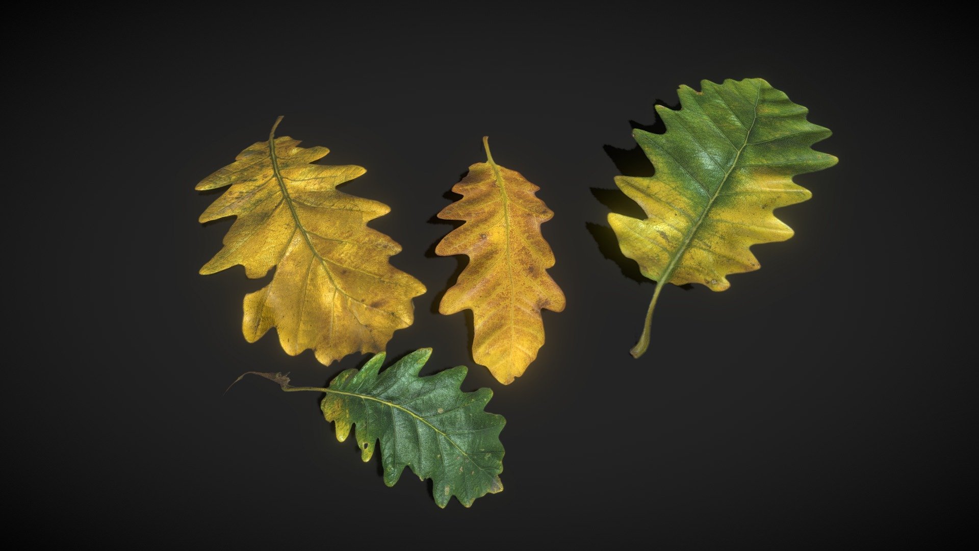 Oak Leaves low poly / Autumn Leaves Foliage

atlases / foliage 
4096x4096 PNG texture

Textures include:




Base Color

Normal

Roughness

Opacity

AO

Triangles: 32
Vertices: 40 - Oak Leaves - low poly - Buy Royalty Free 3D model by Karolina Renkiewicz (@KarolinaRenkiewicz) 3d model