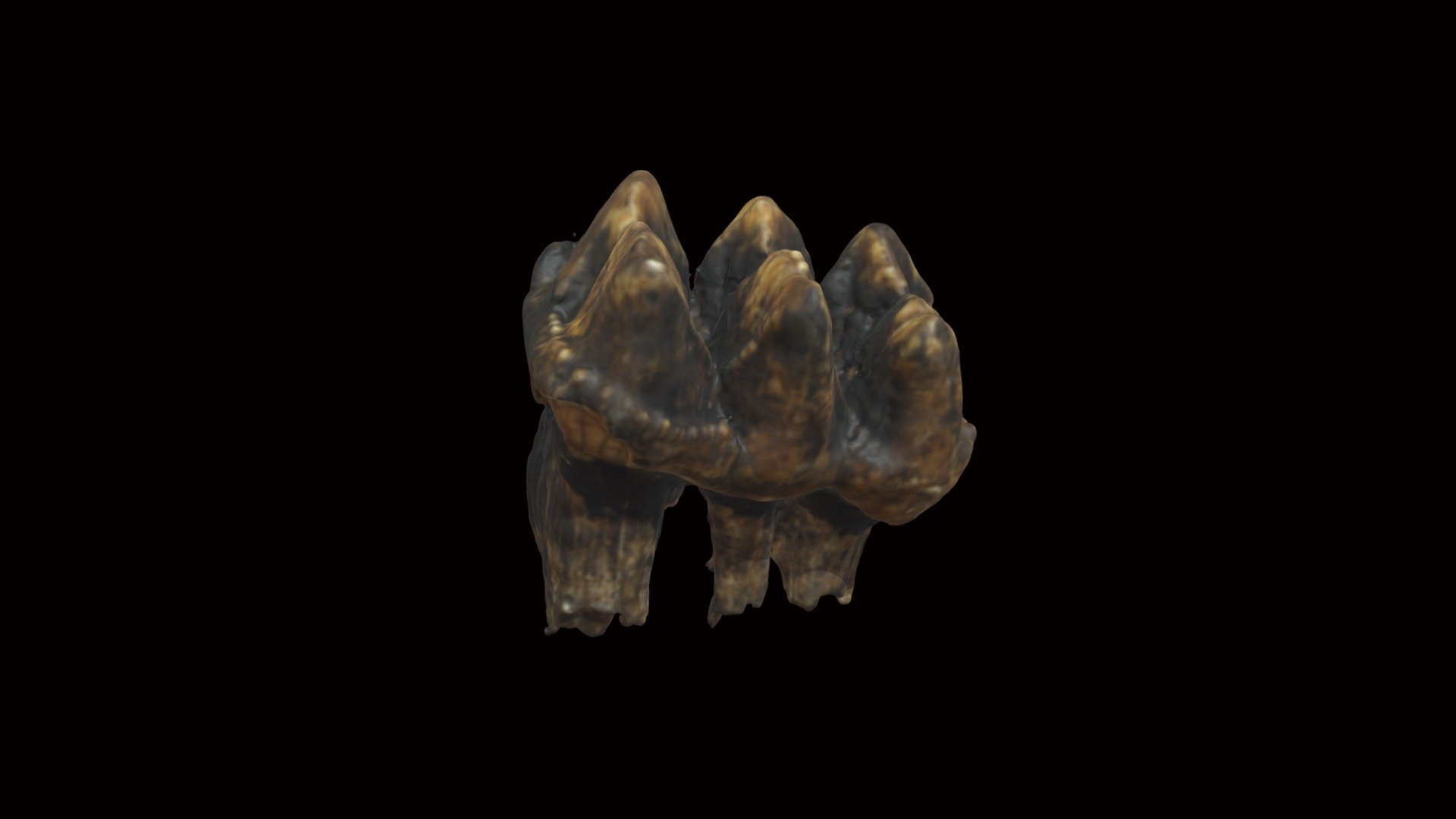 Mastodon molar from Stokes State Forst, Sussex County, New Jersey.  Collected by the New Jersey Geological SUrvey. New Jersey State Museum Collection. Repository numberNJSM 9841. Scanned with a Go!Scan 50 on 18 March 2022 3d model