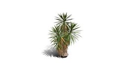Realistic HD Spineless yucca (27/30) trees, tree, plant, plants, desert, outdoor, foliage, nature, succulent, north-america, scrubland