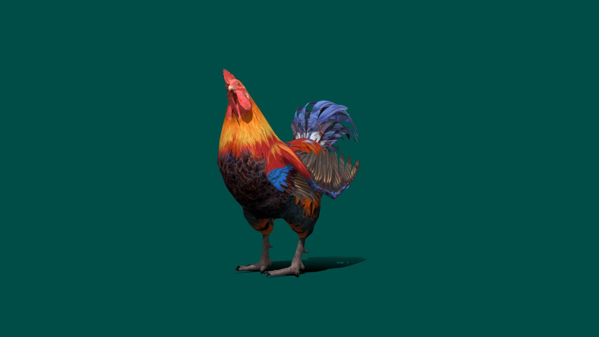 Rooster Lowpoly 4K PBR Material 
idle animations

The chicken is a domesticated species that arose from the red_junglefowl, originally from India. They have also partially hybridized with other wild species of junglefowl. Rooster and cock are terms for adult male birds, and a younger male may be called a cockerel. A male that has been castrated is a capon. Wikipedia
Lifespan: 5 – 10 years
Scientific name: Gallus_gallus_domesticus
Higher classification: Red junglefowl
Speed: 14 km/h (Maximum)
Family: Phasianidae
Kingdom: Animalia - Rooster - Buy Royalty Free 3D model by Nyilonelycompany 3d model