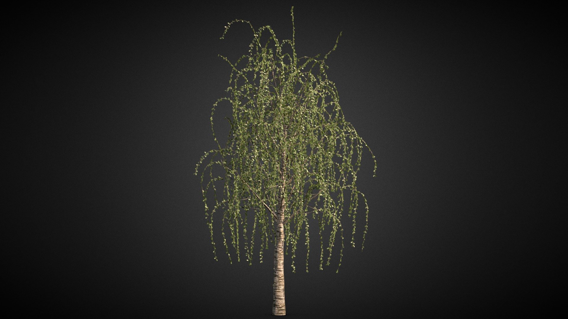 test birch tree - Tree_test2 - Download Free 3D model by Geug 3d model