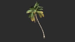 Cocos Nucifera tree, palm, island, pacific, coconut, cocos, nucifera, low-poly, pbr