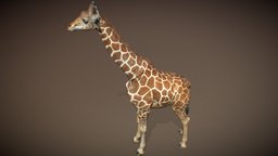 Animalia giraffe, quadruped, gim, animalia, animal, animated