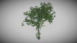 Linden Tree tree, plant, vegetation, unwrap, linden, pbr