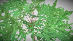 3D Papaya Tree tree, plant, nature, papaya, substancepainter, 3d, papaya-fruit, papaya-tree