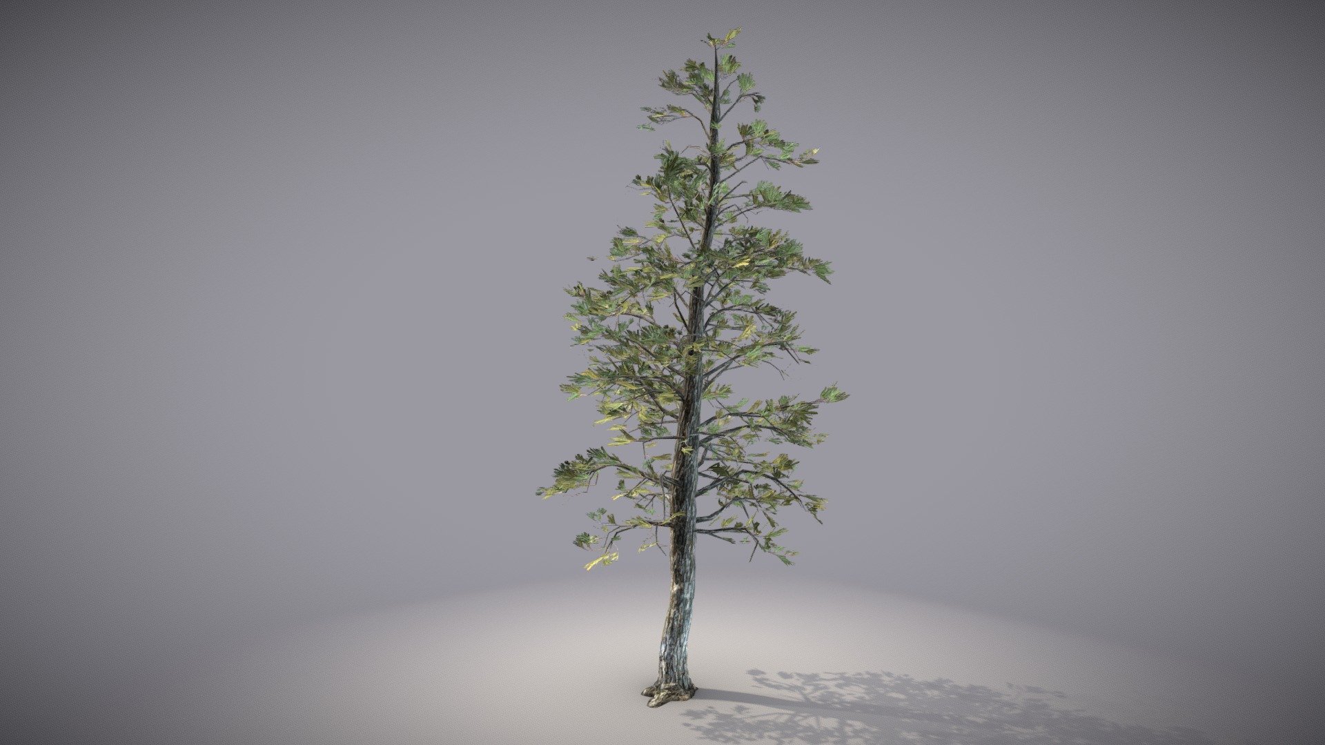 Mid-poly (22k Tri) detailed Ponderosa Pine, 4k textures, partially photoscanned trunk and multiangle scanned branch/needle atlas 3d model