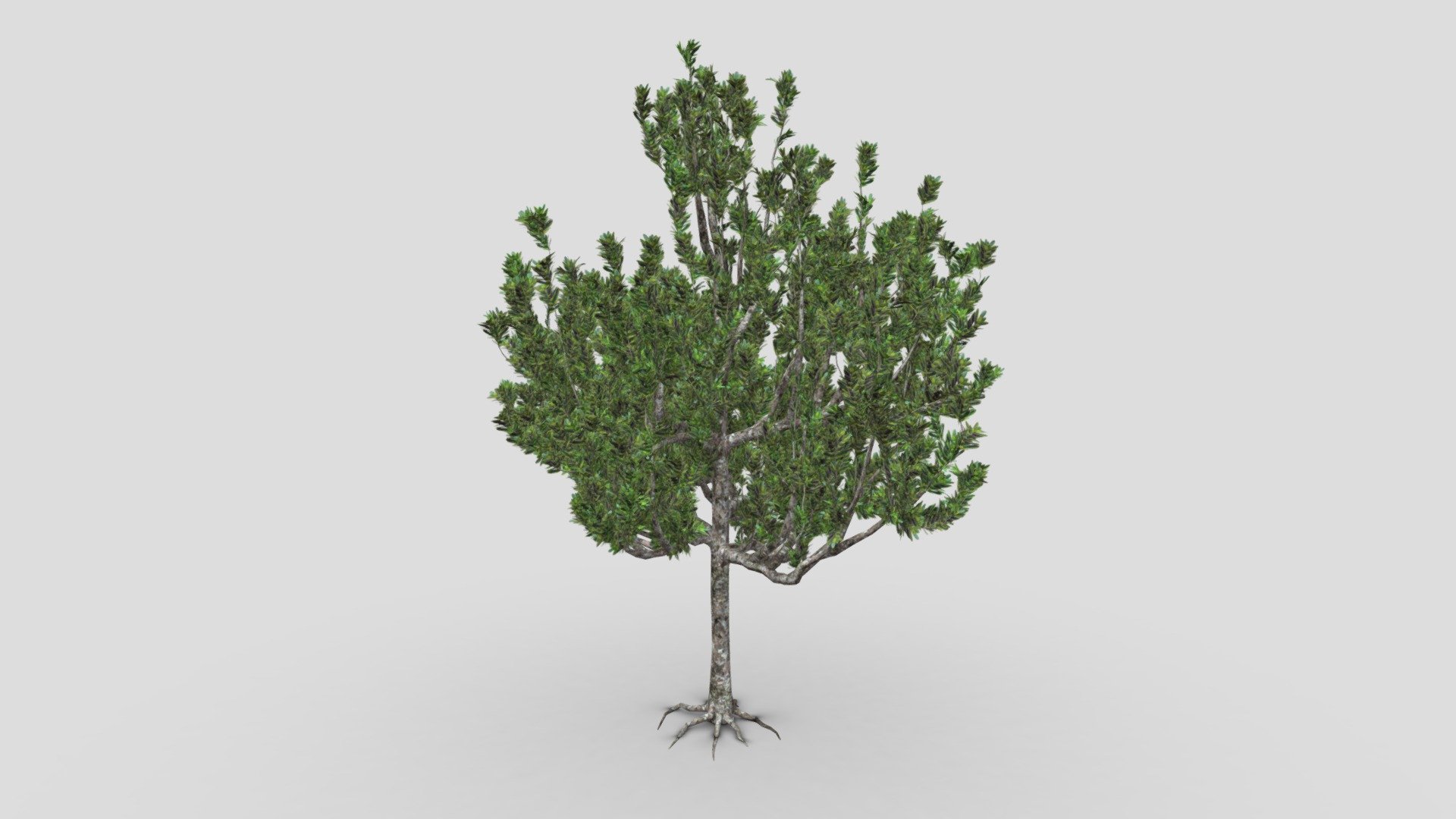Agathis australis, commonly known by its Māori name kauri, is a coniferous tree of Araucariaceae in the genus Agathis, found north of 38°S in the northern regions of New Zealand’s North Island 3d model