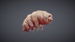 Tardigrade Water Bear Animated bear, anatomy, biology, micro, study, learning, alembic, survival, vr, ar, fbx, water, science, educational, nature, moss, histology, microscopic, tardigrade, waterbear, survive, piglets, education-teaching, render, pbr, creature, animal, medical, animated, medical-education, biosphere, noai