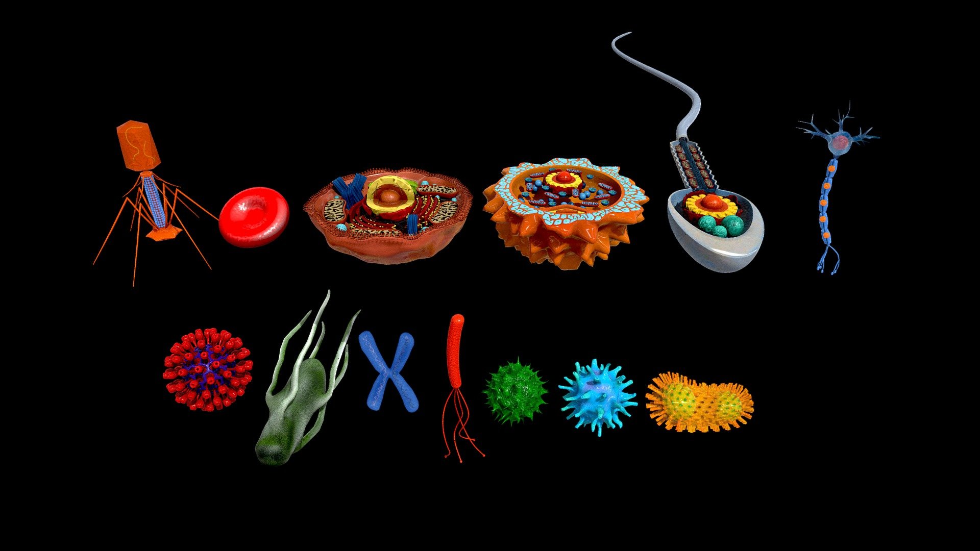 High detailed 3d Microscopic Collection 13 in 1
Products in Collection:




Bacteriophage Virus

Erythrocytes Red Cell

Human Cell

Human Egg Cell/ Ovum

Human Sperm Cell

Neuron cell

Virus

Salmonella

Chromosome

Flagella

Green Bacterium

Bacterium Blue

Bacillus bacteria

Available in ARLOOPA App - https://app.arloopa.com - 3D microscopic collection - Buy Royalty Free 3D model by arloopa 3d model