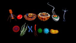 3D microscopic collection anatomy, cell, detailed, ar, microscopic, anatomy-human, microorganism, substancepainter, 3dsmax