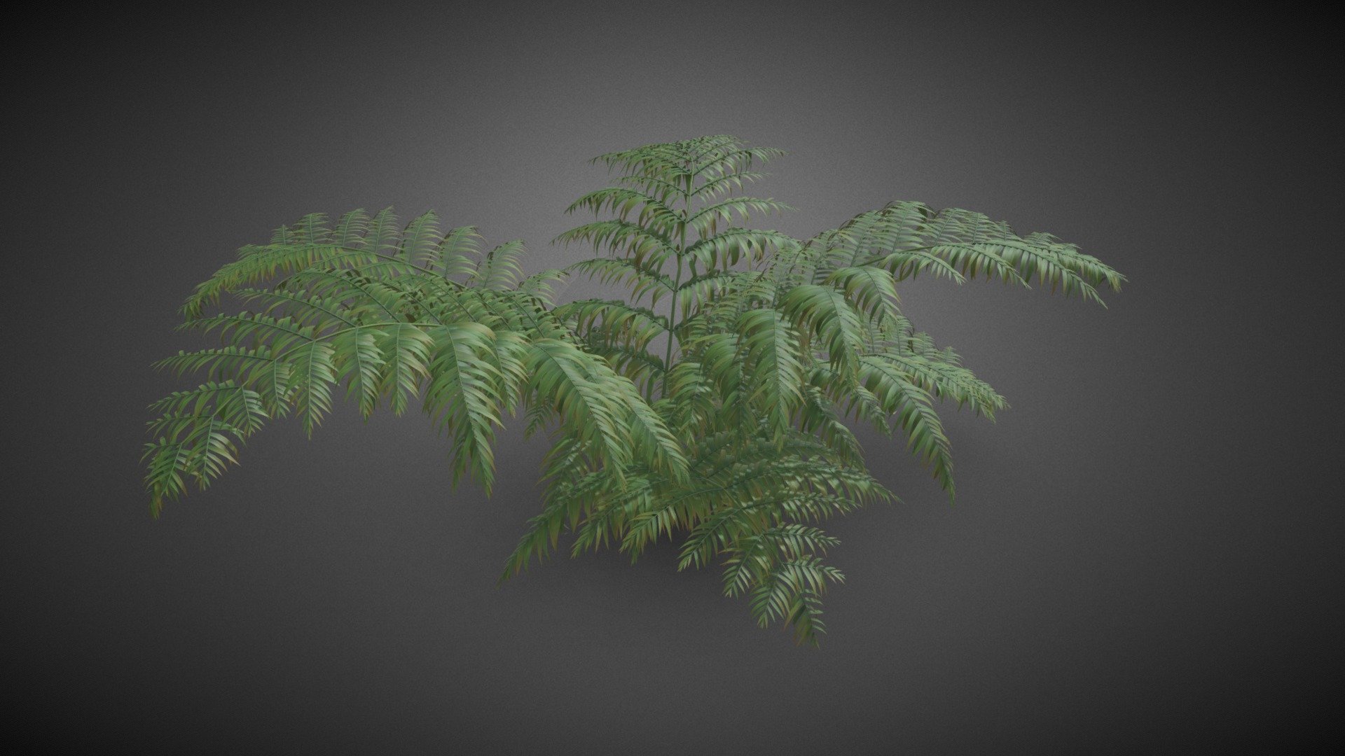 Ferns shrub flower - Ferns shrub flower - Buy Royalty Free 3D model by misitewang 3d model
