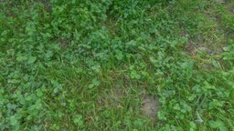 Patch of shamrock grass