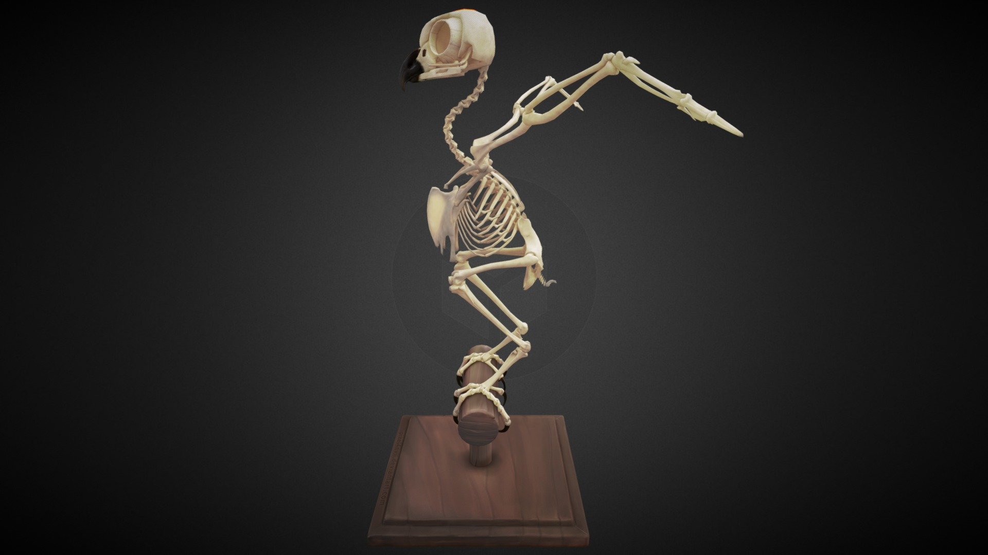 (Asio otus - Long-eared owl skeleton) Made for education purpose.

http://pixel4nvil.deviantart.com/ - Owl skeleton - 3D model by pixelanvil 3d model