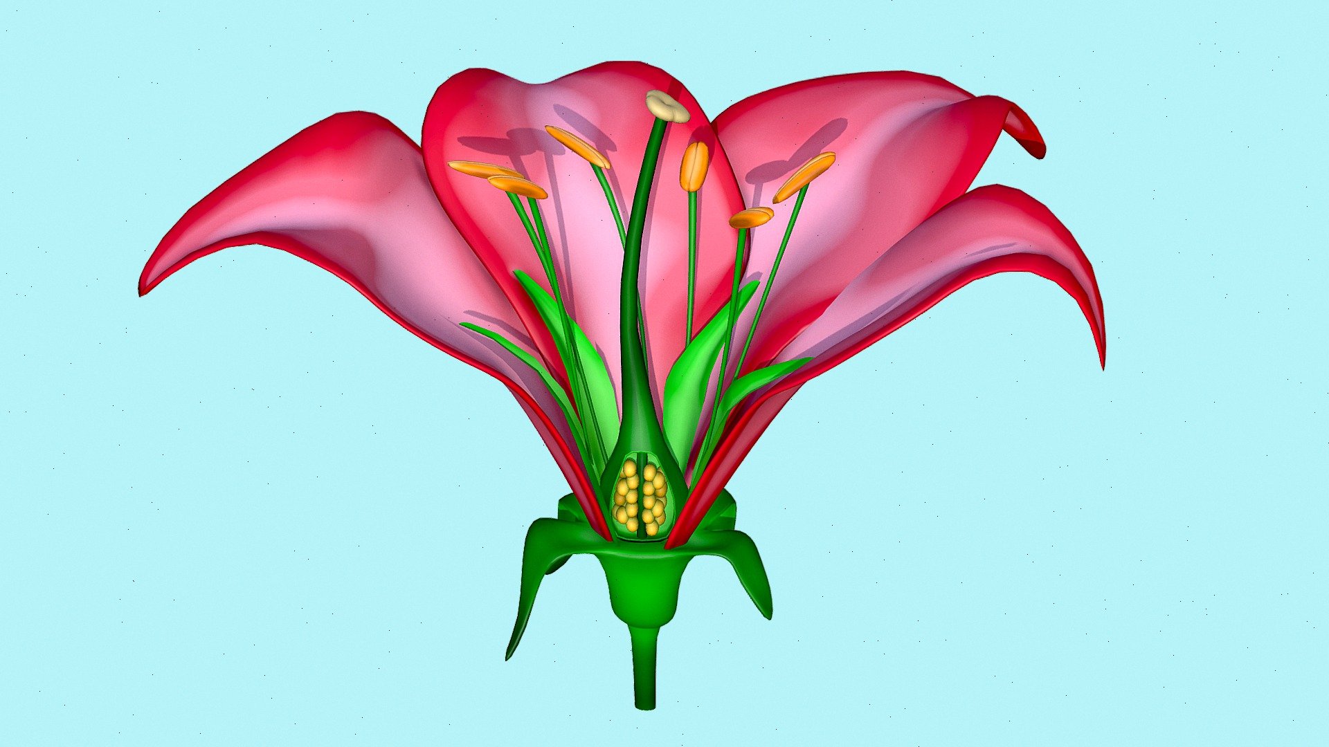The morphology of a flower, or its form and structure, can be considered in two parts: the vegetative part, consisting of non-reproductive structures such as petals; and the reproductive or sexual parts. A stereotypical flower is made up of four kinds of structures attached to the tip of a short stalk or axis, called a receptacle. Each of these parts or floral organs is arranged in a spiral called a whorl. The four main whorls (starting from the base of the flower or lowest node and working upwards) are the calyx, corolla, androecium, and gynoecium. Together the calyx and corolla make up the non-reproductive part of the flower called the perianth, and in some cases may not be differentiated. If this is the case, then they are described as tepals 3d model