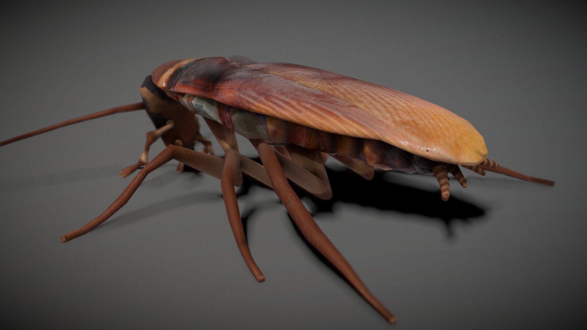 American Cockroach model with a standar idle animation. Buying this model include a 3ds max original file with bones and substance (spp) file whit materials 3d model