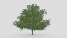 Prosopis Tree- 07
