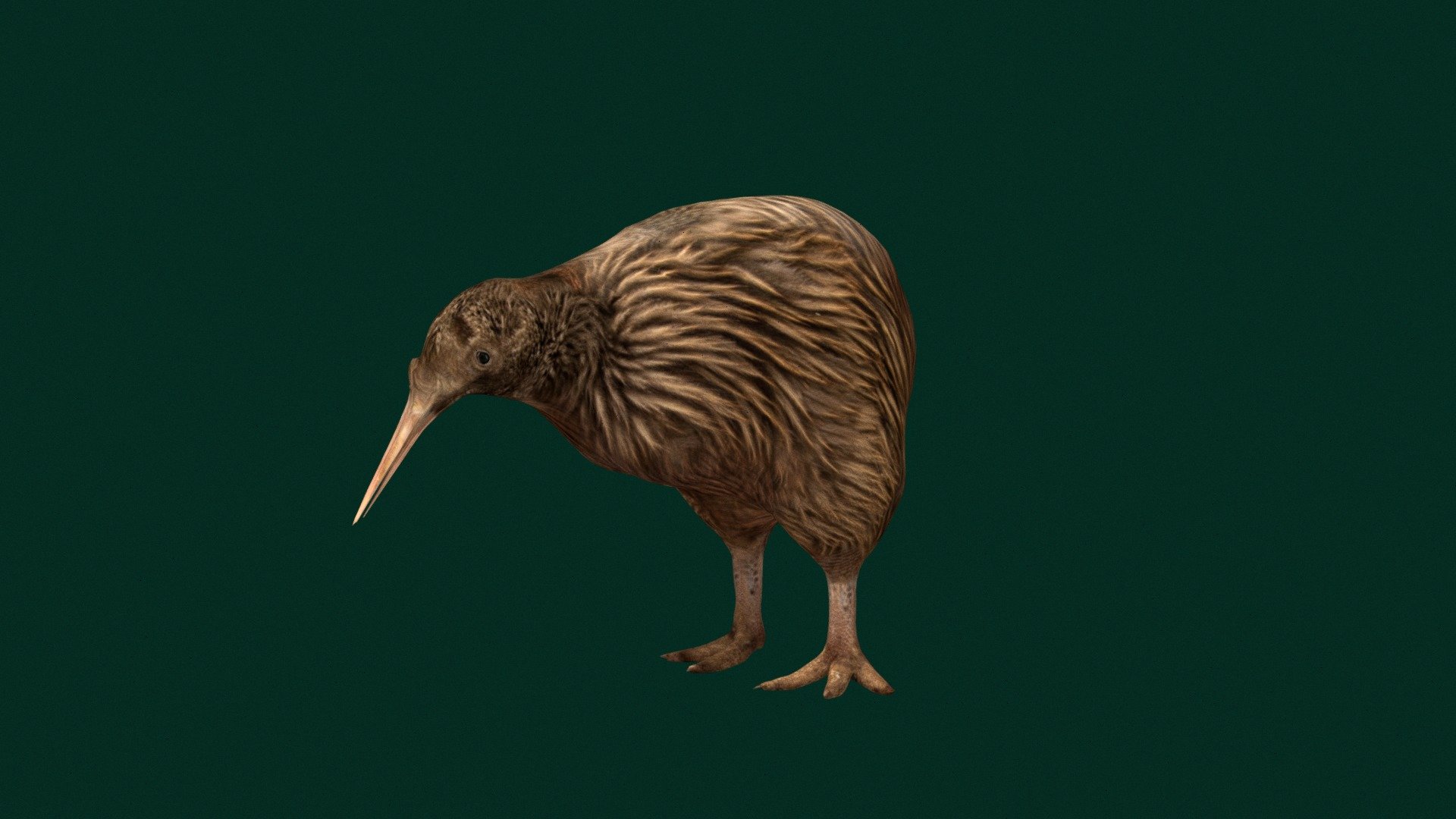 Kiwi Flightless Bird (Smallest Ratites) 

‎Apteryx  ( Birds )

1 Draw Calls

GameReady 

8 Animations

4K PBR Textures Material

Unreal FBX

Unity FBX  

Blend File 

USDZ File (AR Ready). Real Scale Dimension

Textures Files

GLB File

Gltf File ( Spark AR, Lens Studio(SnapChat) , Effector(Tiktok) , Spline, Play Canvas ) Compatible

Triangles : 9182

Vertices  : 4629

Faces     : 4627 

Edges     : 9253

Diffuse , Metallic, Roughness , Normal Map ,Specular Map,AO
 

Kiwi are flightless birds endemic to New Zealand of the order Apterygiformes. The five extant species fall into the family Apterygidae and genus Apteryx. Approximately the size of a domestic chicken, kiwi are the smallest ratites. Wikipedia
Scientific name: Apteryx
Clade: Novaeratitae
Domain: Eukaryota
Family: Apterygidae; Gray, 1840
Kingdom: Animalia
Order: Apterygiformes; Haeckel, 1866
Phylum: Chordata - Kiwi Flightless Bird (LowPoly) - 3D model by Nyilonelycompany 3d model