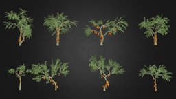 Cacao Tree- Orang Fruit- Pack 01 cacao-tree, 3d-cacaotree, lowpoly-cacao, 3d-lowpoly-cacao, cocoatree