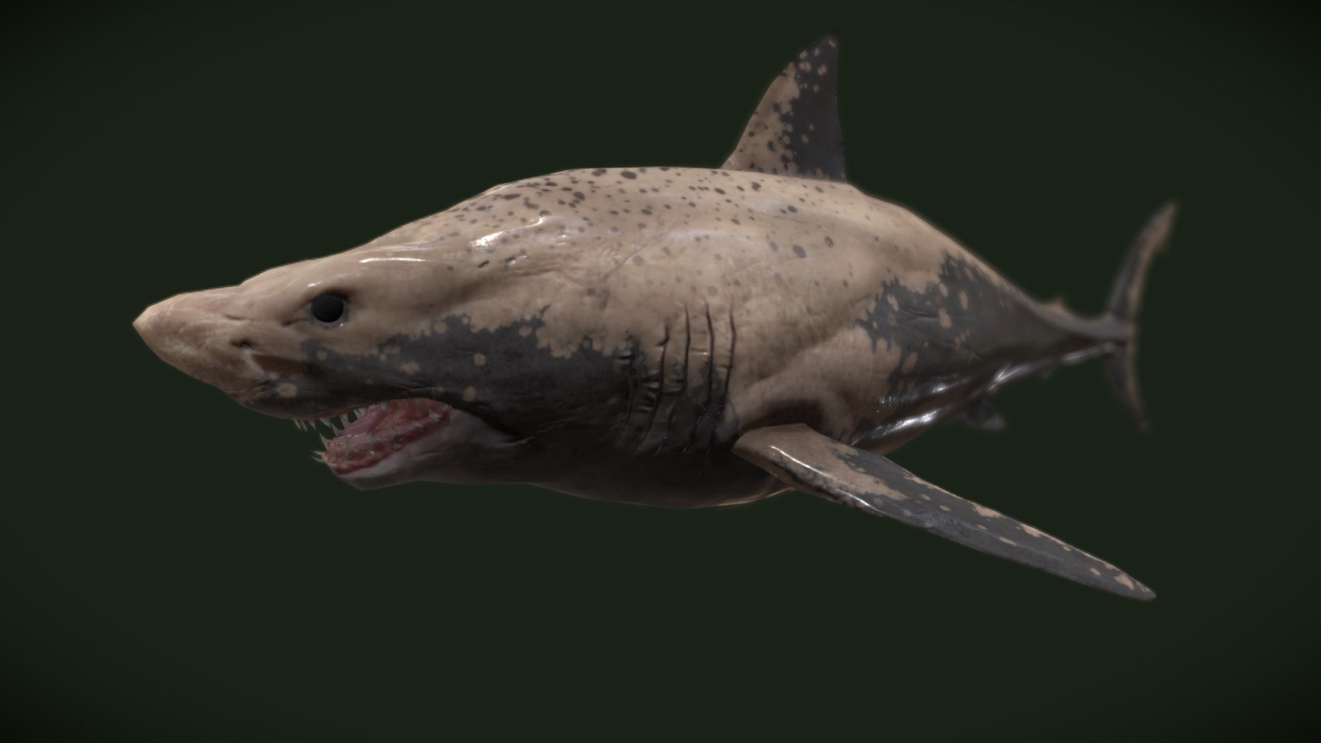 White Shark - 3D model by josluat91 3d model