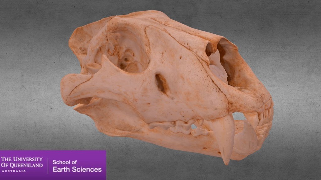 Captured at the University of Queensland
Scanned by - Nathan siddle
Sample supplied by - Dr. Gilbert Price from the University of Queensland: School of Earth Sciences

http://www.earth.uq.edu.au/ - Lion Skull (Panthera leo) - 3D model by nate_siddle (@nate_sid) 3d model
