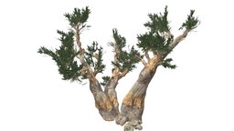 Bristlecone Pine Tree #02